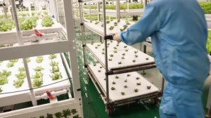 Южно-корейская гидропонная ферма по выращиваю зелени