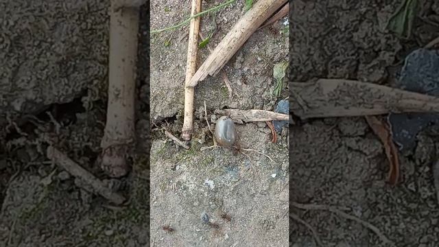 Хотела скормить огромного клеща муравьям... смотреть онлайн