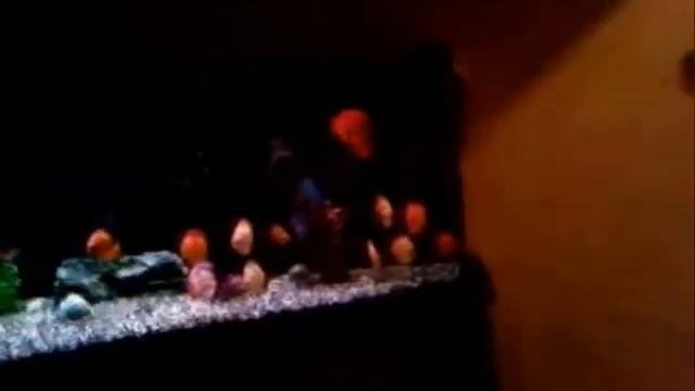 Дискусы в видовом аквариуме.wmv смотреть онлайн