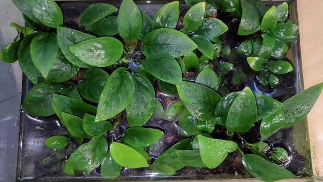 Greenhouses for growing aquarium plants. Anubias. смотреть онлайн