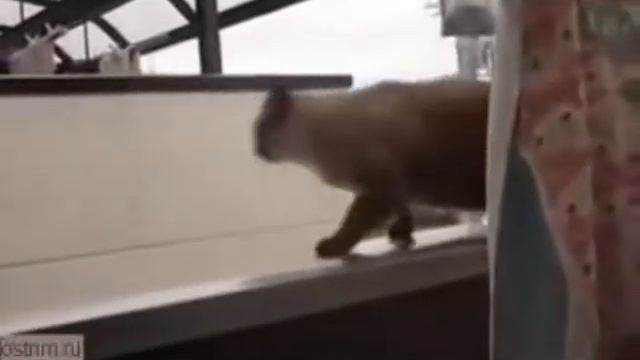 Кот игроман смотреть онлайн