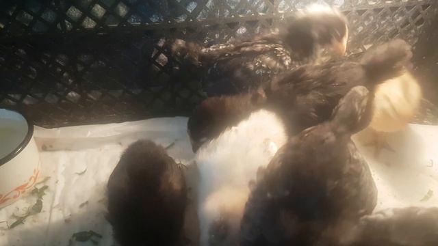 Цыплятам три недели. Утки сели на гнезда))) Сезон разгара 10.04.2024г смотреть онлайн