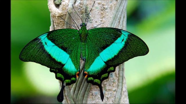 ват ю то мин & Batterfly смотреть онлайн