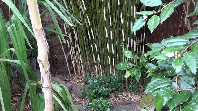 Fargesia Robusta 'Campbell' One Of The Best Clumping Bamboos For The Garden