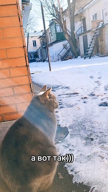 #мяумяу #котики2024 #тёмка #мурмур #британец смотреть онлайн