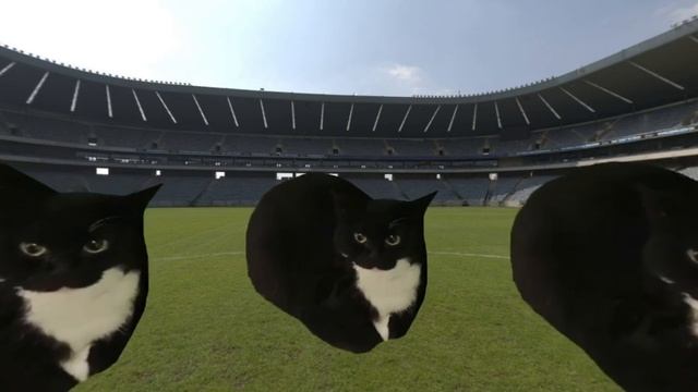 5 Maxwell the cat dance on 360 VR смотреть онлайн