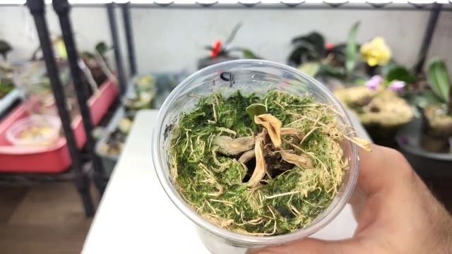 Перезагрузка орхидеи!!! Новая жизнь из засохшего фаленопсиса! 🌸 смотреть онлайн
