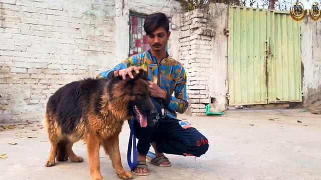World Biggest Stock Coat German Shepherd in Lahore Punjab 😍 смотреть онлайн