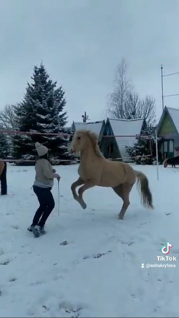 Пусть будет всё весело, но без фейлов)) Люблю своих коней, можно без опасения падать перед копытами смотреть онлайн