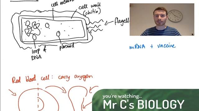 Live Lesson: Cells! смотреть онлайн