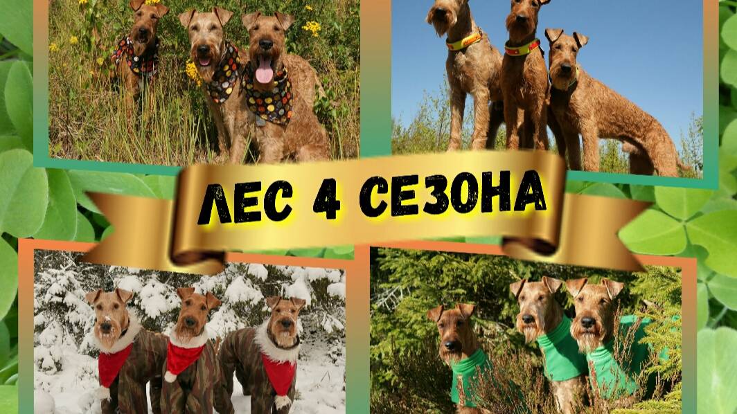 Ирландские терьеры : Лес 4 сезона
