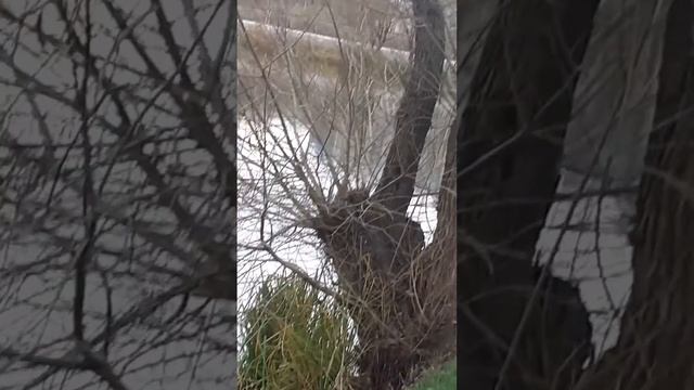 Осенние утки смотреть онлайн