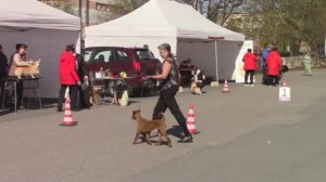 Ирландские терьеры : Наша девочка  в ринге . Кнопочка - звезда !