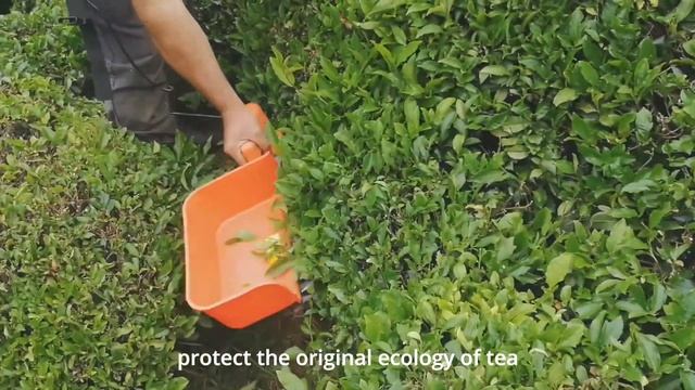 This video shows how you can use tea harvesting machine to improve your work efficiency смотреть онлайн