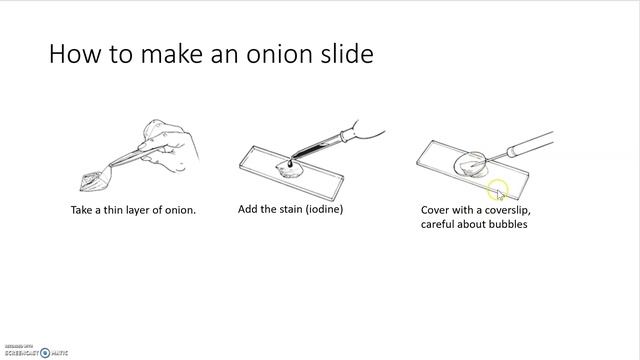 KS3 Science How to make an onion cell slide and use a microscope to view cells смотреть онлайн
