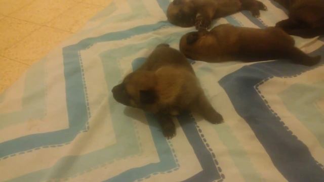 Terra De Lux /B- Litter / First steps) смотреть онлайн