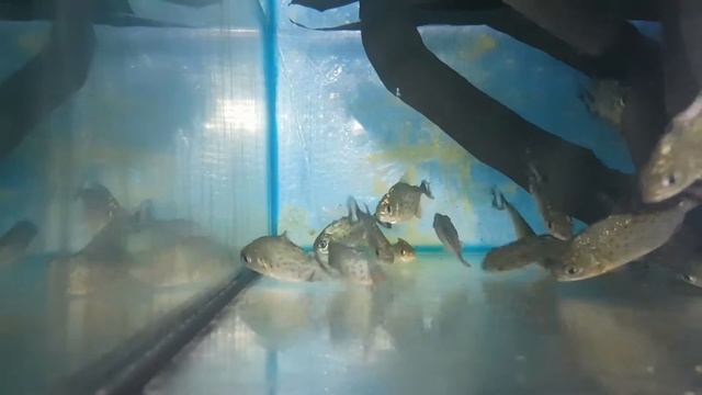 Piranha rouge - Pygocentrus nattereri 3-4 cm (réf 667) смотреть онлайн