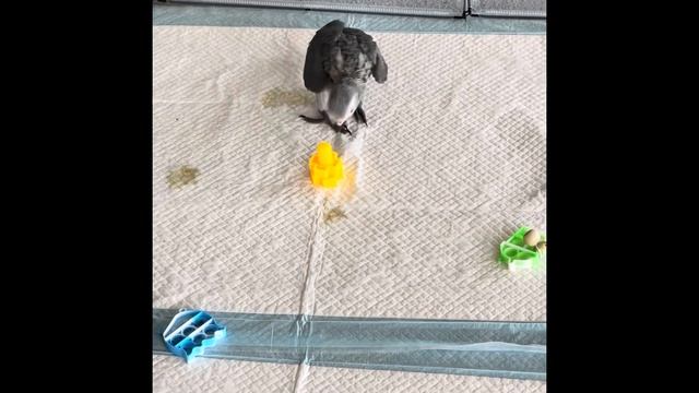 Sophie the Congo African Grey grows up смотреть онлайн