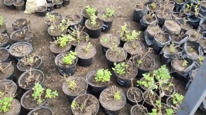 хризантема подкормка, обработка после зимы