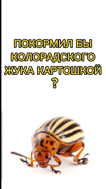 ПОКОРМИЛ БЫ КОЛОРАДСКОГО ЖУКА? # крупик смотреть онлайн