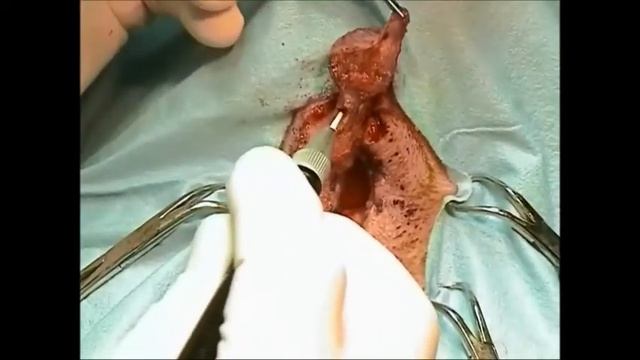 Introduction to Veterinary Laser Surgery смотреть онлайн