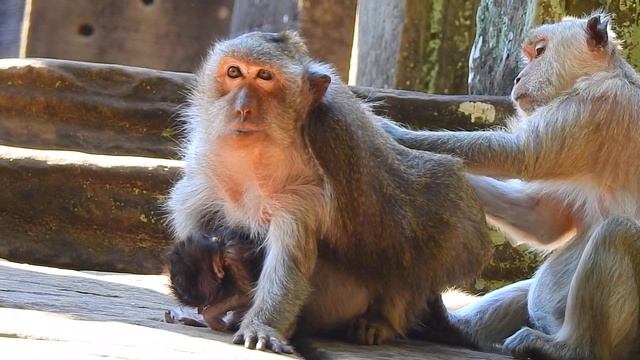 Old Monkey Tima Have Best Friend that can help to Relax, Take care each other, Missing BB смотреть онлайн