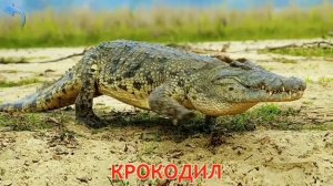 Карточки Домана - 28 Серия - В Мире Животные (Развивающие Мультфильмы Для Детей)