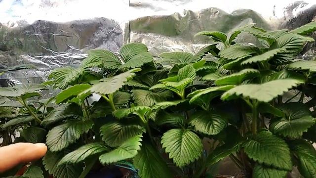 ВЫРАЩИВАНИЕ КЛУБНИКИ ЗИМОЙ В ДОМЕ. Часть 5. GROWING STRAWBERRIES IN THE WINTER IN THE HOUSE. Part 5