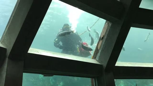 Seattle Aquarium / Аквариум в Сиэтле смотреть онлайн