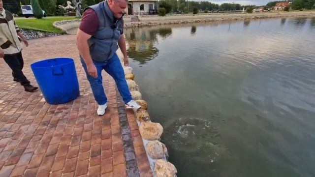 Зарыбление трофейными осетровыми породами рыб смотреть онлайн