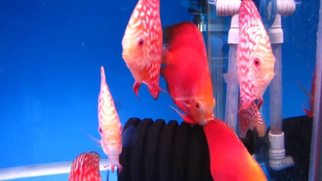 Tonys Discus 1. смотреть онлайн