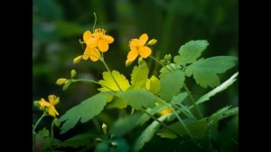 Чистотел от кожных заболеваний