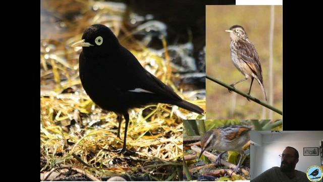 Curso de Observación de Aves - COA Pico de Plata смотреть онлайн