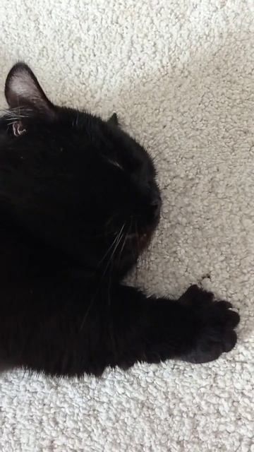 Nice head massager 🐱🐈 #cat #cats #blackcat #munchkin #catsofinstagram #instacats #beautifulcats смотреть онлайн