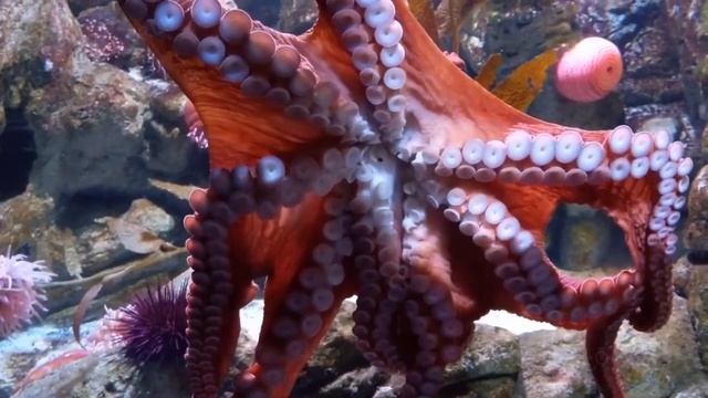 Octopuses | Octopus Facts |What Is an Octopus? |Deep Intellect |The Wonderful World of Invertebrate смотреть онлайн