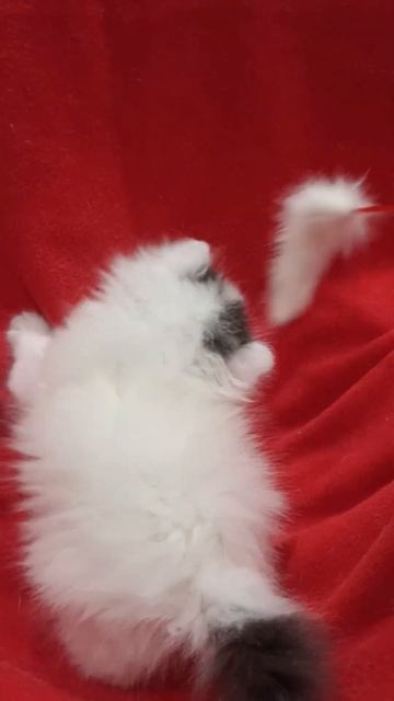 Самая Красивая 😍💓 смотреть онлайн