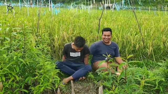 Manabek Aia Sawah Dek Atta Halalintar || Lawak Minang Mamacah Tv смотреть онлайн