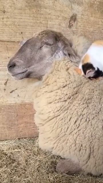 🥲#funnypets #adorable #shorts #cats #cutecat #sheep смотреть онлайн