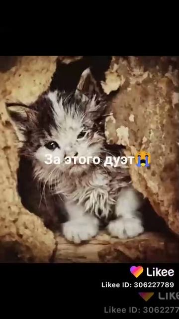 Киски милашки смотреть онлайн