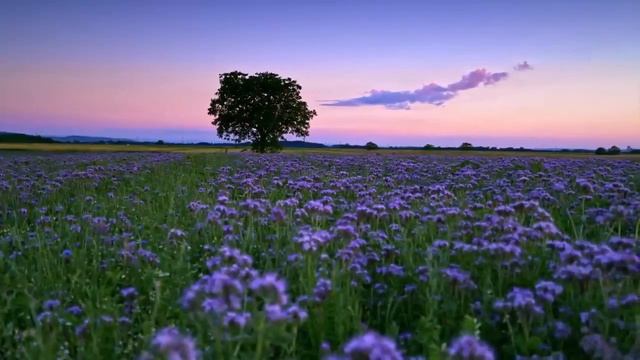 Best Music Relax смотреть онлайн