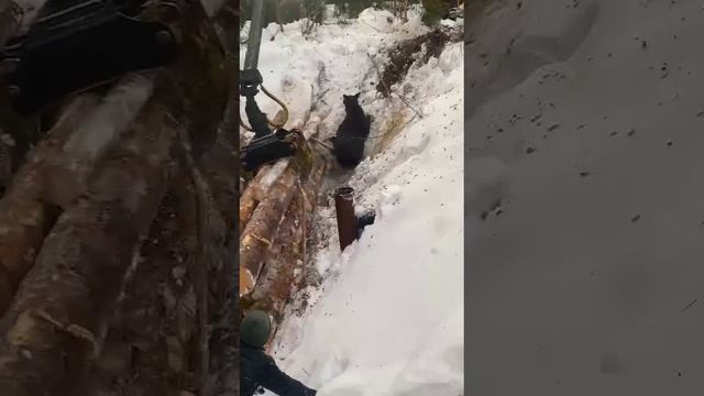 лосенок застрял под бревнами смотреть онлайн