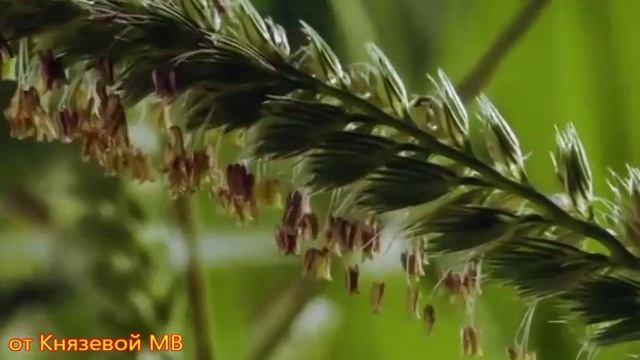Моим друзьям •๑★❤♚КМВ КМВ ♚❤★๑• смотреть онлайн