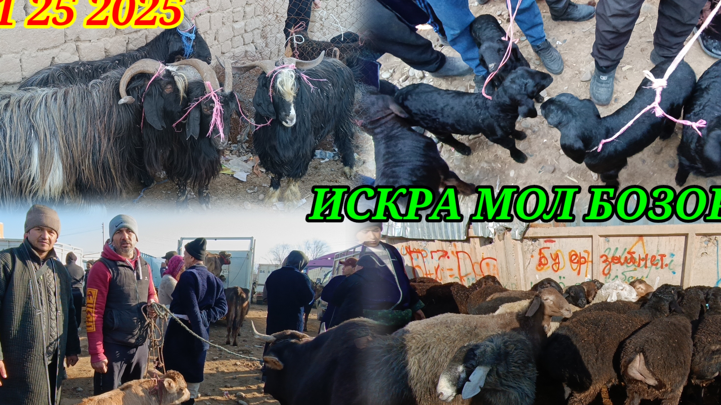 ИСКРА МОЛ БОЗОР