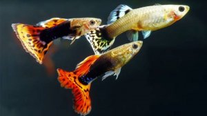 Аквариум для начинающих Гуппи Cодержание уход и размножение Guppy