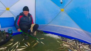 Клевая рыбалка из подо льда на самодур. Бешеный клев