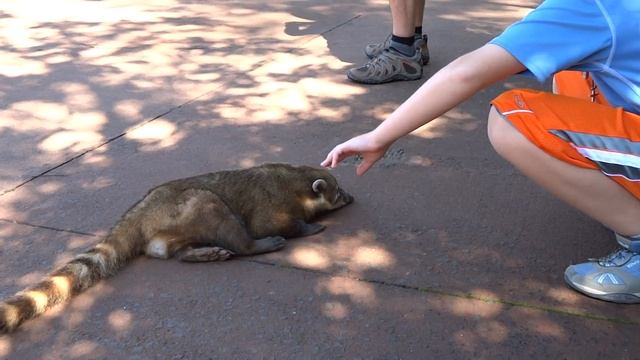 Coati at Iguazu Falls смотреть онлайн