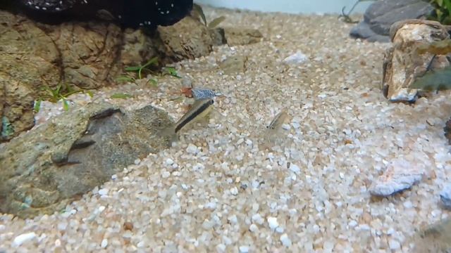 Navštívili sme najväčšiu akvaristiku na Slovensku Shrimp v Žiline смотреть онлайн