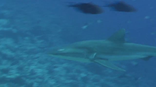 Shark Weekend - Grey Reef Shark смотреть онлайн