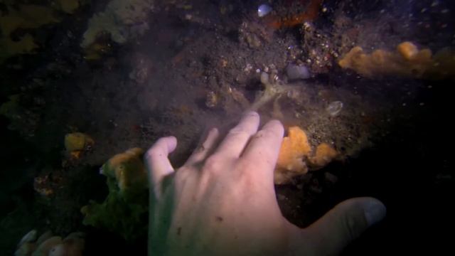 An octopus tried to eat me! смотреть онлайн