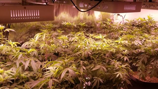 Apelila 8000 watt led grow day 1 смотреть онлайн